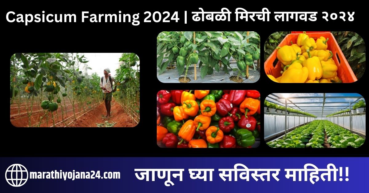 Capsicum Farming 2024