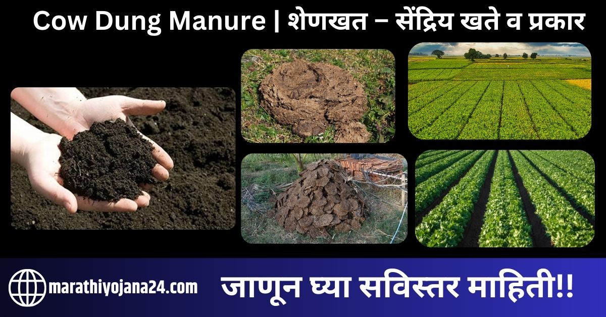 Cow Dung Manure | शेणखत – सेंद्रिय खते व प्रकार