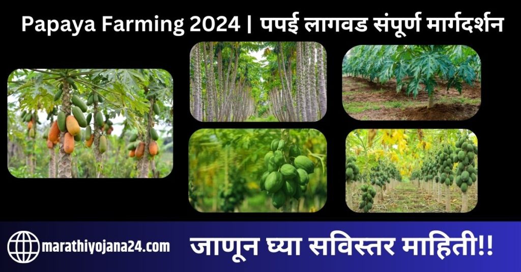 Papaya Farming 2024 