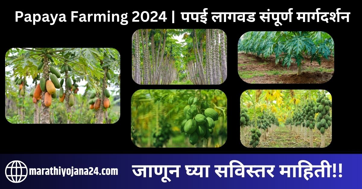 Papaya Farming 2024