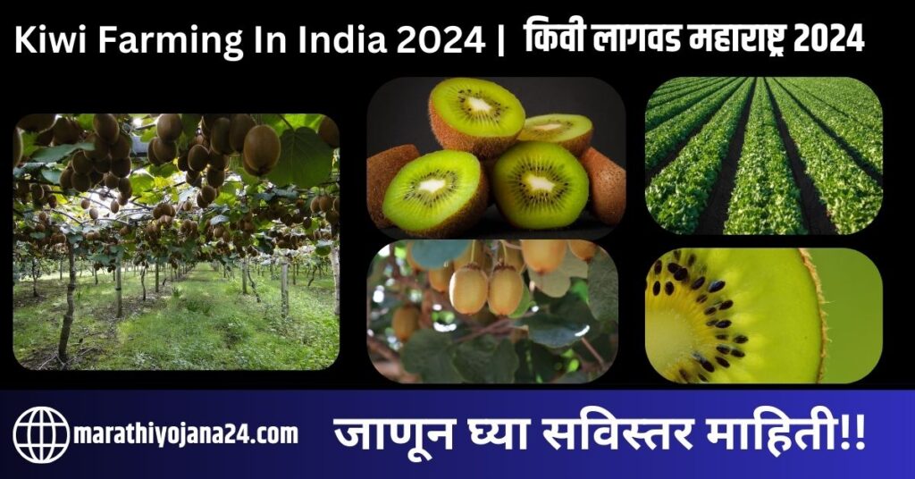 Kiwi Farming in India 2024