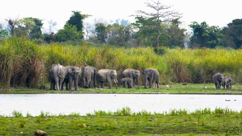  हत्ती सफारी